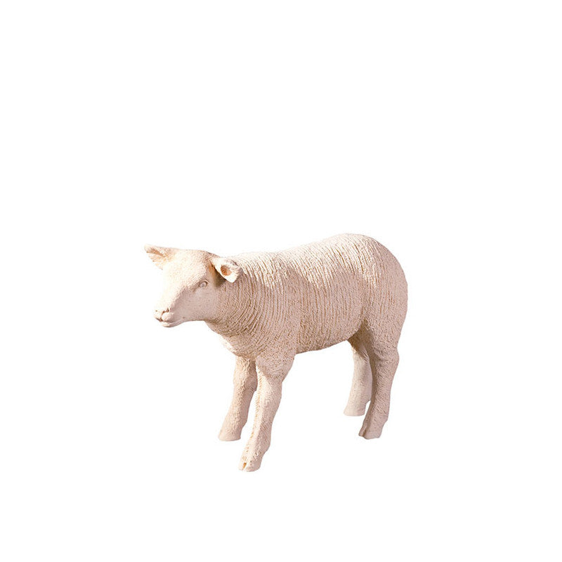 Texel Sheep Lamb